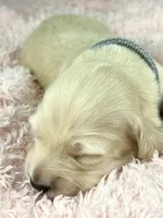 Parmesan, a male Miniature Dachshund for sale in Sacramento, CA – Photo 3 of 8