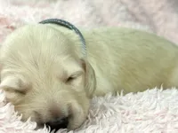 Parmesan, a male Miniature Dachshund for sale in Sacramento, CA – Photo 1 of 8