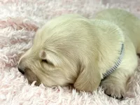 Parmesan, a male Miniature Dachshund for sale in Sacramento, CA – Photo 5 of 8