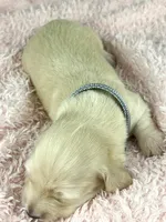 Parmesan, a male Miniature Dachshund for sale in Sacramento, CA – Photo 4 of 8