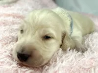 Parmesan, a male Miniature Dachshund for sale in Sacramento, CA – Photo 6 of 8