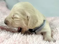 Parmesan, a male Miniature Dachshund for sale in Sacramento, CA – Photo 7 of 8