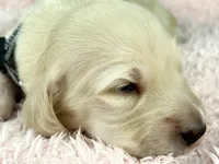 Parmesan, a male Miniature Dachshund for sale in Sacramento, CA – Photo 2 of 8