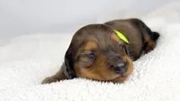 Peanuts, a male Miniature Dachshund for sale in Sacramento, CA – 3 of 7