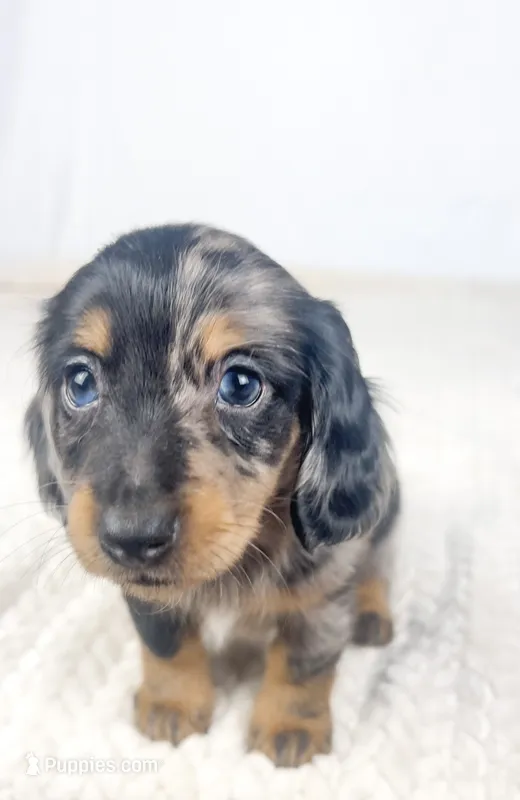 Chocolate – Miniature Dachshund puppy on hold in Sacramento, CA