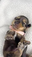 Cherry, a male Miniature Dachshund for sale in Sacramento, CA – 4 of 9