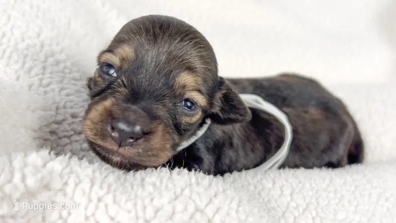 Slice – Miniature Dachshund puppy for sale in Sacramento, CA