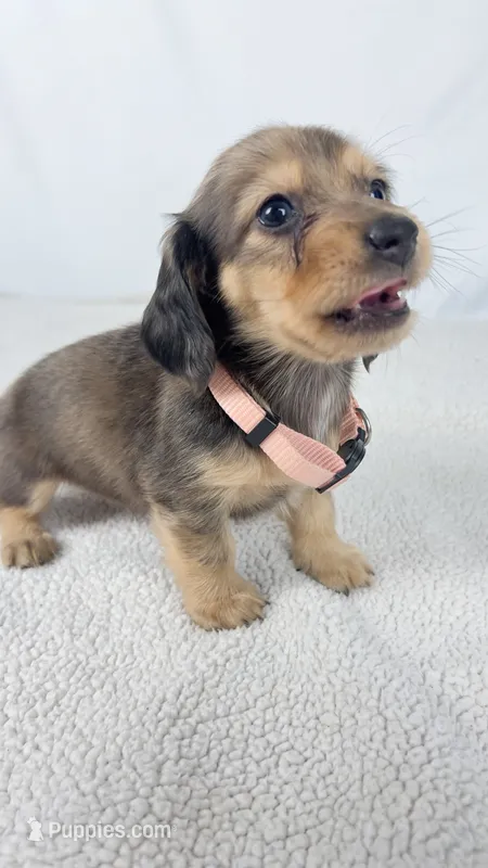 Cherry – Miniature Dachshund puppy for sale in Sacramento, CA