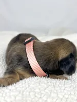 Cherry, a male Miniature Dachshund for sale in Sacramento, CA – 5 of 9