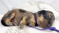 Chicken bake, a male Miniature Dachshund for sale in Sacramento, CA – 2 of 7