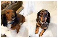 Lychee, a male Dachshund for sale in Sacramento, CA – 6 of 6