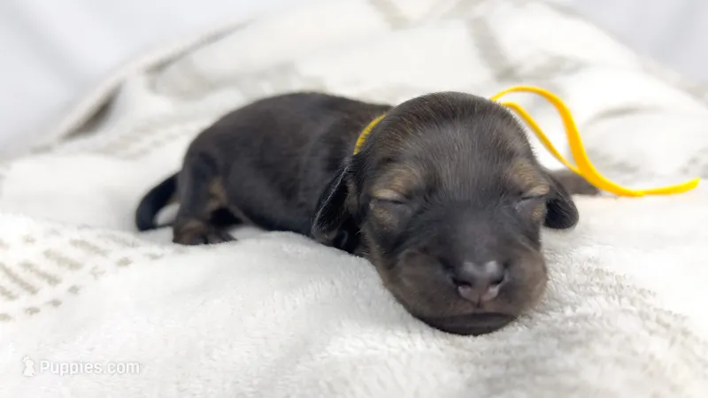 Sundae – Miniature Dachshund puppy for sale in Sacramento, CA