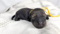 Sundae, a female Miniature Dachshund for sale in Sacramento, CA – 1 of 6