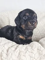 Brown sugar, a male Dachshund for sale in Sacramento, CA – 4 of 6