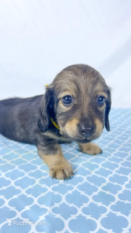 Sundae – Miniature Dachshund puppy for sale in Sacramento, CA