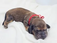 Patty, a male Miniature Dachshund for sale in Sacramento, CA – Photo 2 of 7