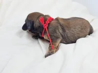 Patty, a male Miniature Dachshund for sale in Sacramento, CA – Photo 3 of 7