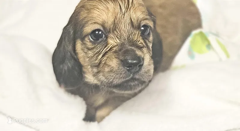 Patty – Miniature Dachshund puppy for sale in Sacramento, CA