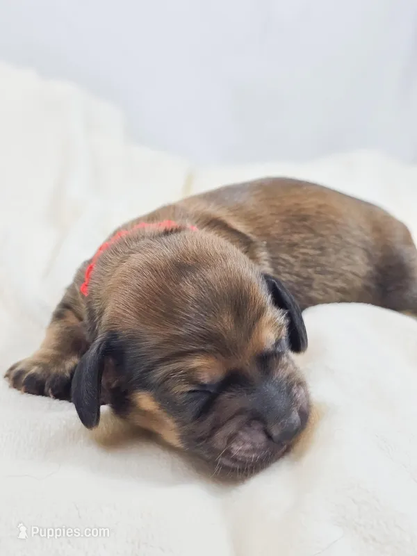 Patty – Miniature Dachshund puppy for sale in Sacramento, CA