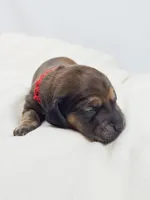 Patty, a male Miniature Dachshund for sale in Sacramento, CA – Photo 5 of 7