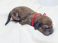 Patty, a male Miniature Dachshund for sale in Sacramento, CA – Photo 4 of 7