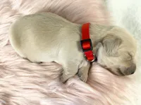Snickerdoodle, a male Miniature Dachshund for sale in Sacramento, CA – 4 of 8
