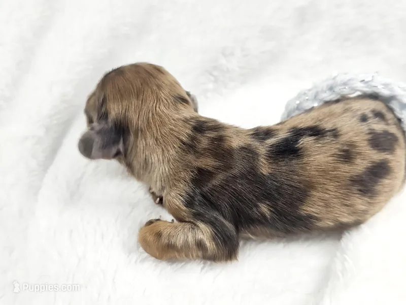 Orchid – Miniature Dachshund puppy for sale in Sacramento, CA