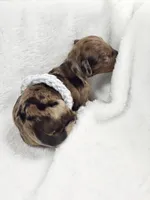 Orchid, a female Miniature Dachshund for sale in Sacramento, CA – Photo 5 of 7