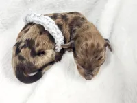 Orchid, a female Miniature Dachshund for sale in Sacramento, CA – Photo 2 of 7