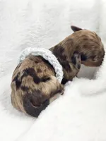 Orchid, a female Miniature Dachshund for sale in Sacramento, CA – Photo 3 of 7