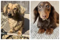 Orchid, a female Miniature Dachshund for sale in Sacramento, CA – Photo 7 of 7