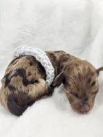 Orchid, a female Miniature Dachshund for sale in Sacramento, CA – Photo 4 of 7