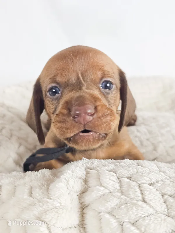 Thai tea – Dachshund puppy for sale in Sacramento, CA