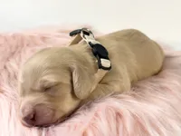 Chocolate chip, a male Miniature Dachshund for sale in Sacramento, CA – 3 of 10
