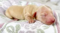 Vanilla, a female Miniature Dachshund for sale in Sacramento, CA – 5 of 8