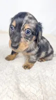 Chocolate, a male Miniature Dachshund for sale in Sacramento, CA – 5 of 7