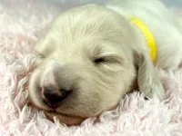 Mozarella, a male Miniature Dachshund for sale in Sacramento, CA – Photo 3 of 7