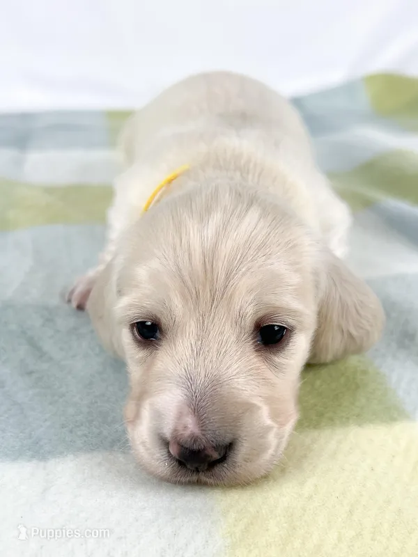 Mozarella – Miniature Dachshund puppy for sale in Sacramento, CA