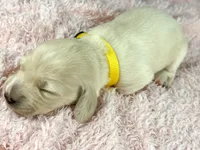 Mozarella, a male Miniature Dachshund for sale in Sacramento, CA – Photo 6 of 7