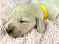 Mozarella, a male Miniature Dachshund for sale in Sacramento, CA – Photo 4 of 7