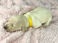 Mozarella, a male Miniature Dachshund for sale in Sacramento, CA – Photo 2 of 7