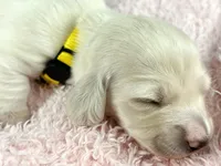 Mozarella, a male Miniature Dachshund for sale in Sacramento, CA – Photo 5 of 7