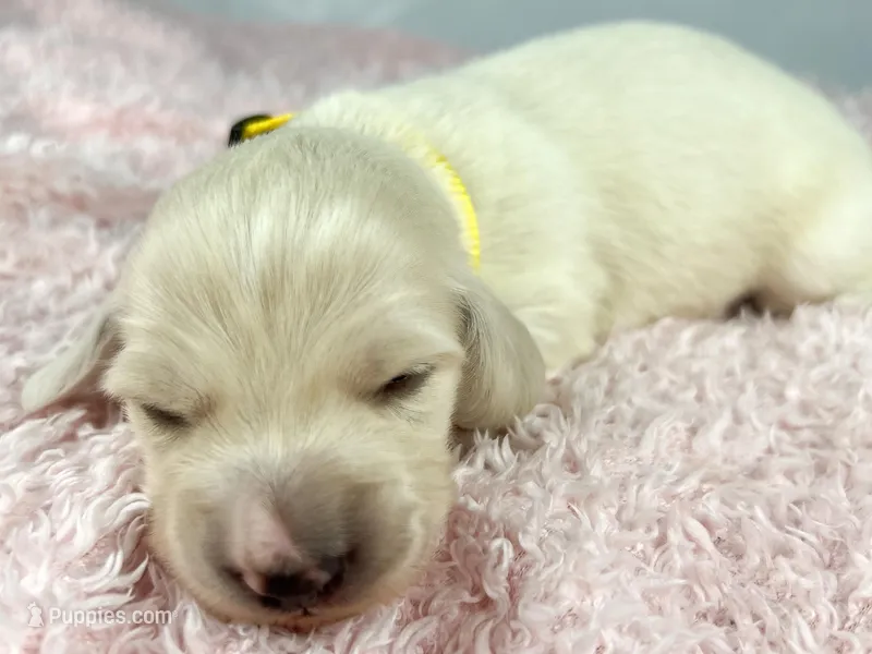 Mozarella – Miniature Dachshund puppy for sale in Sacramento, CA