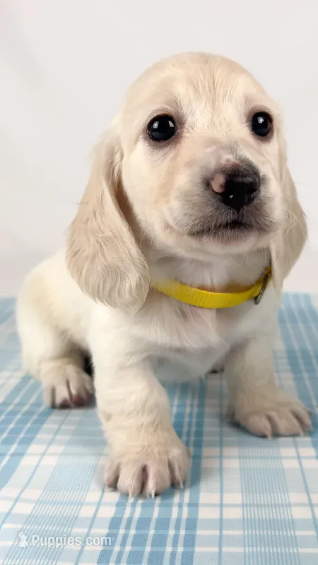 Mozarella – Miniature Dachshund puppy for sale in Sacramento, CA