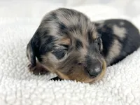 Strawberry, a male Miniature Dachshund for sale in Sacramento, CA – 4 of 9