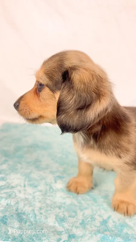 Cherry – Miniature Dachshund puppy for sale in Sacramento, CA
