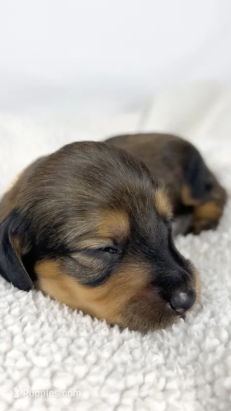 Whip cream – Miniature Dachshund puppy for sale in Sacramento, CA