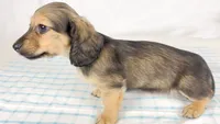 Slice, a male Miniature Dachshund for sale in Sacramento, CA – 5 of 6
