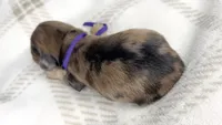 Chicken bake, a male Miniature Dachshund for sale in Sacramento, CA – 4 of 7