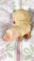 Vanilla, a female Miniature Dachshund for sale in Sacramento, CA – 2 of 8